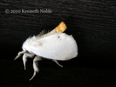 yellow-tail (Euproctis similis) Kenneth Noble